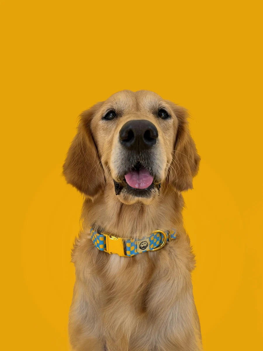 Molly and Co. Sunrise - Adjustable Dog Collar