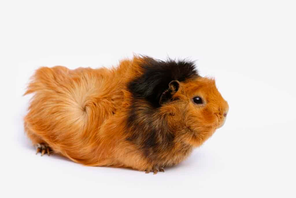 Coris (Guinea Pig) Adpt