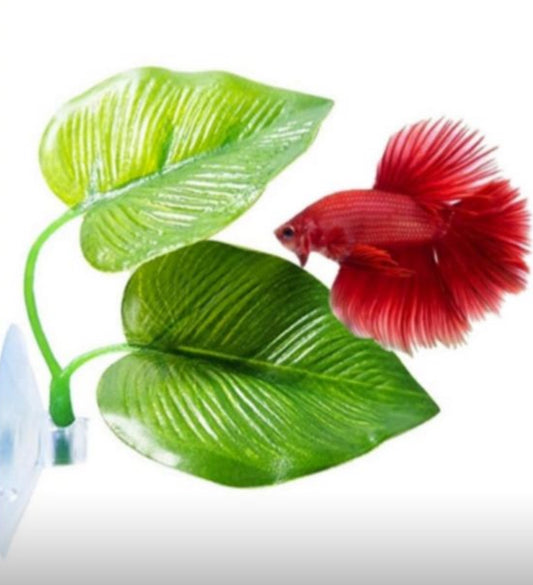 Betta Plant