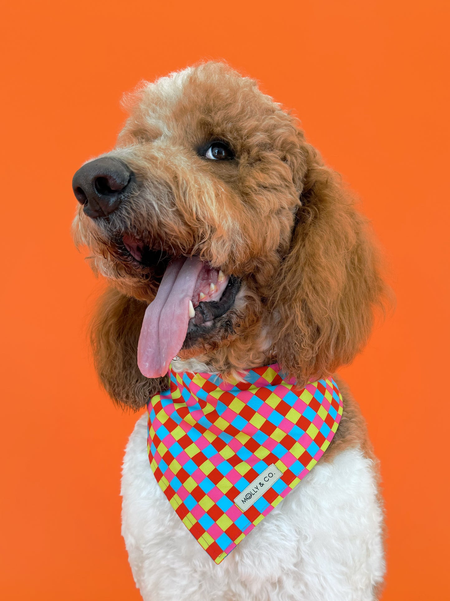 Molly & Co. Mosaic-Dog Bandana