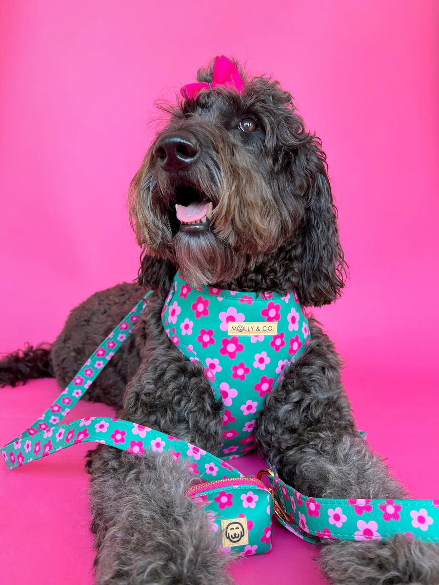 Molly & Co. Petunia - Adjustable Dog Harness