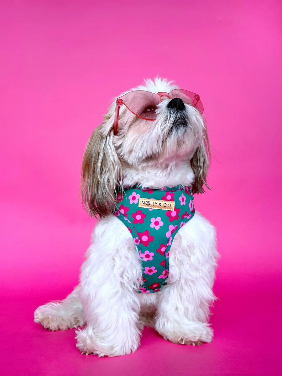 Molly & Co. Petunia - Adjustable Dog Harness