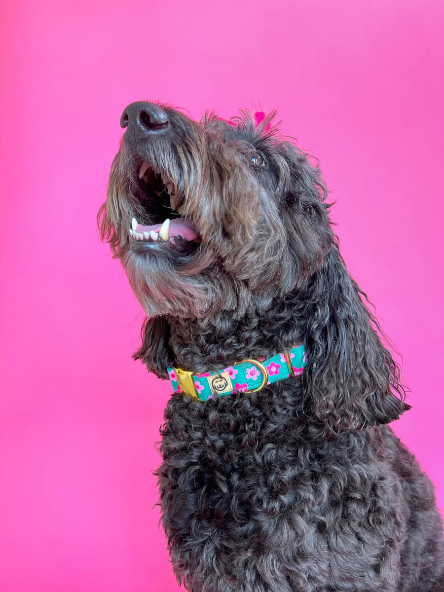 Molly & Co. Petunia - Dog Collar