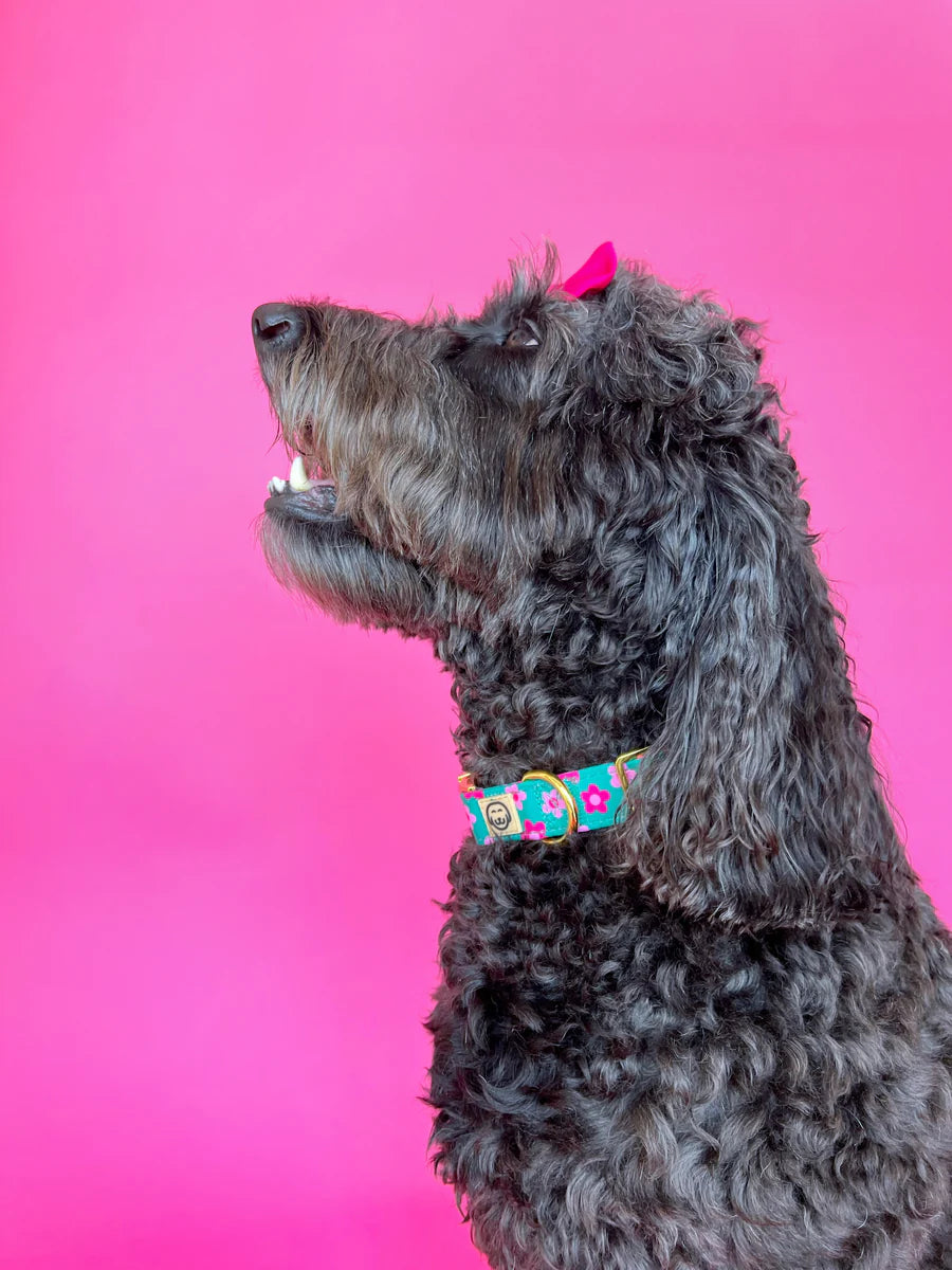Molly & Co. Petunia - Dog Collar