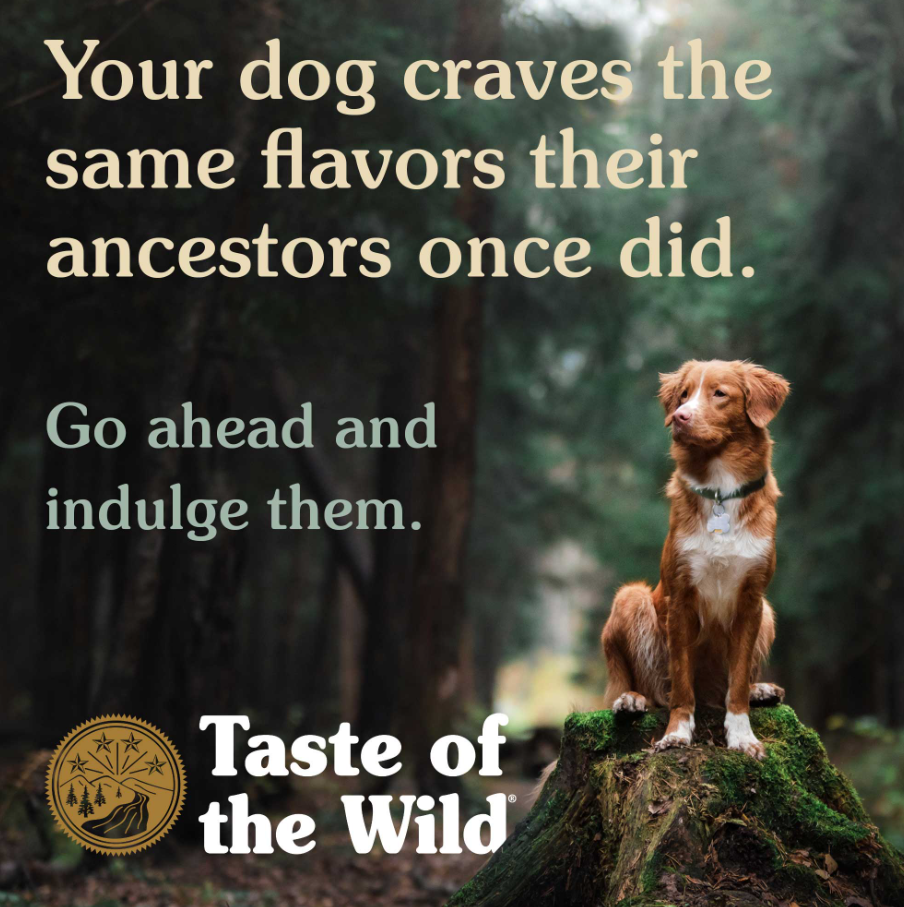 High Prairie Canine Recipe with Bison in Gravy