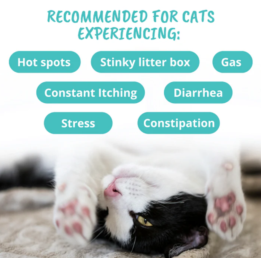 Probiotic Soft Chews for Cats