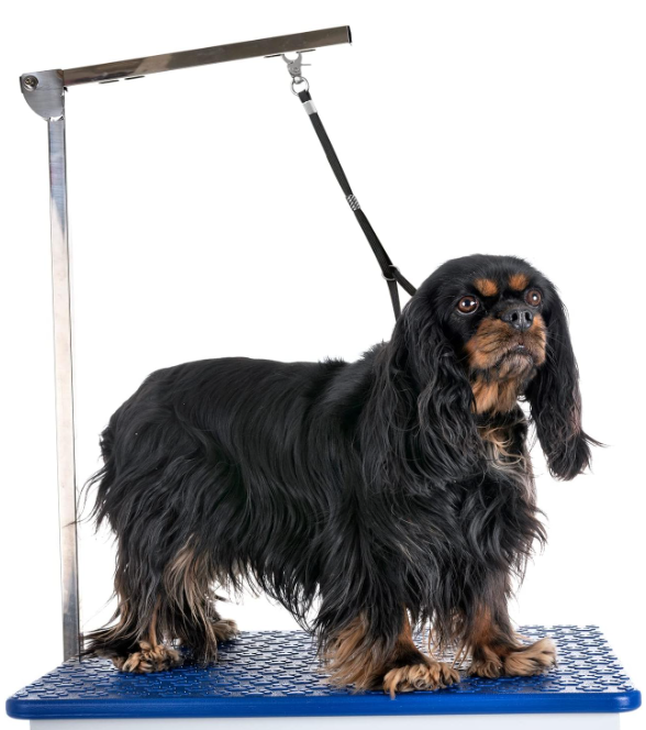Pet Dog Grooming Loop, Nylon Restraint Noose Adjustable Dog Grooming Supplies for Pet Grooming Table Bathtub 22 Inches