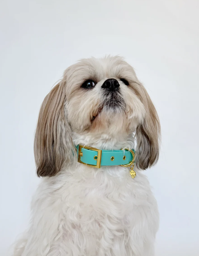 Molly - Splashproof Dog Collar