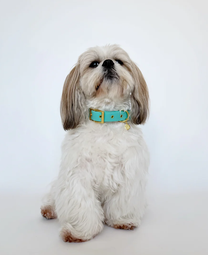 Molly - Splashproof Dog Collar