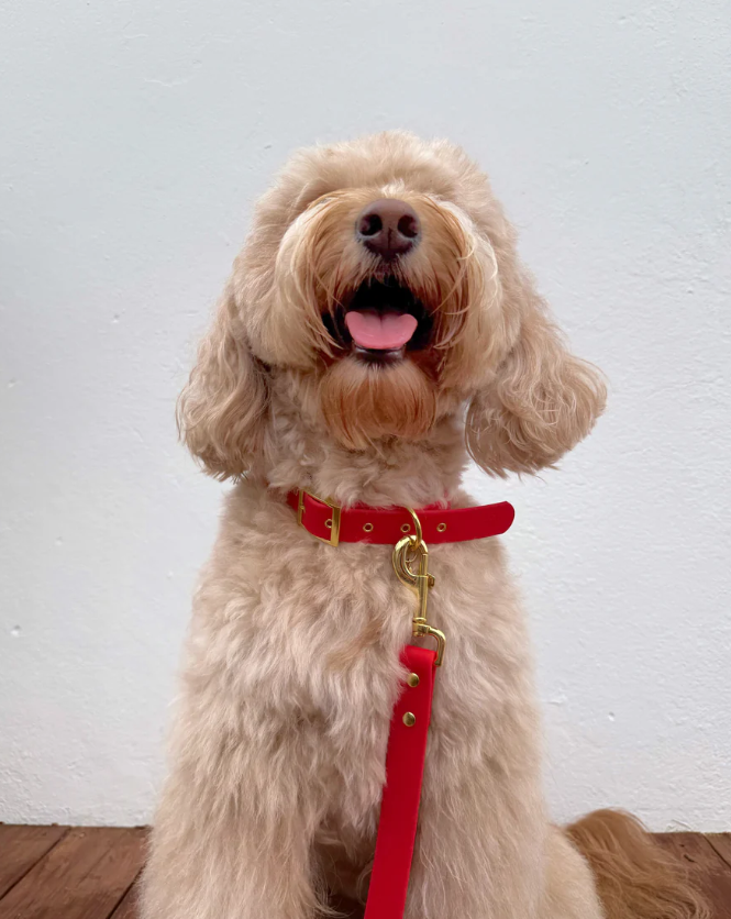 Ruby Red - Splashproof Dog Collar