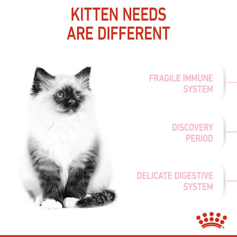 Kitten Dry Cat Food