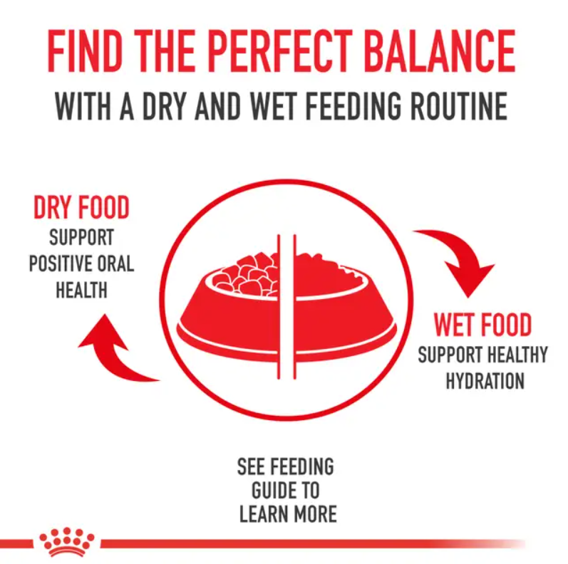 Indoor Adult Dry Cat Food