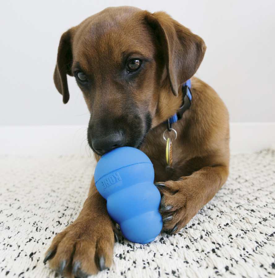 KONG Puppy Medium
