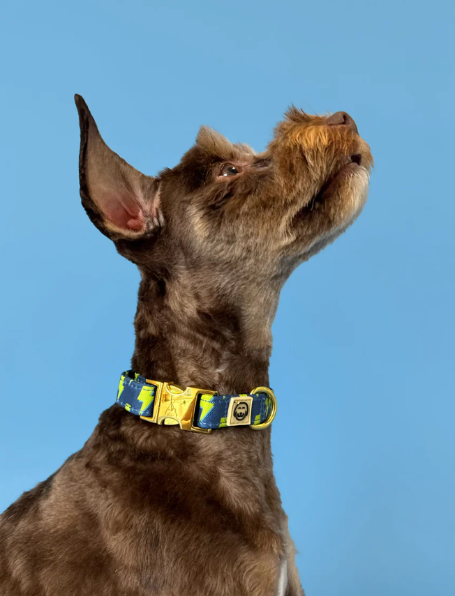 Bolt - Adjustable Dog Collar