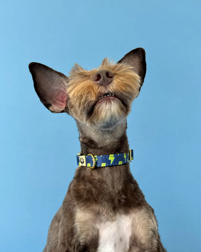 Bolt - Adjustable Dog Collar