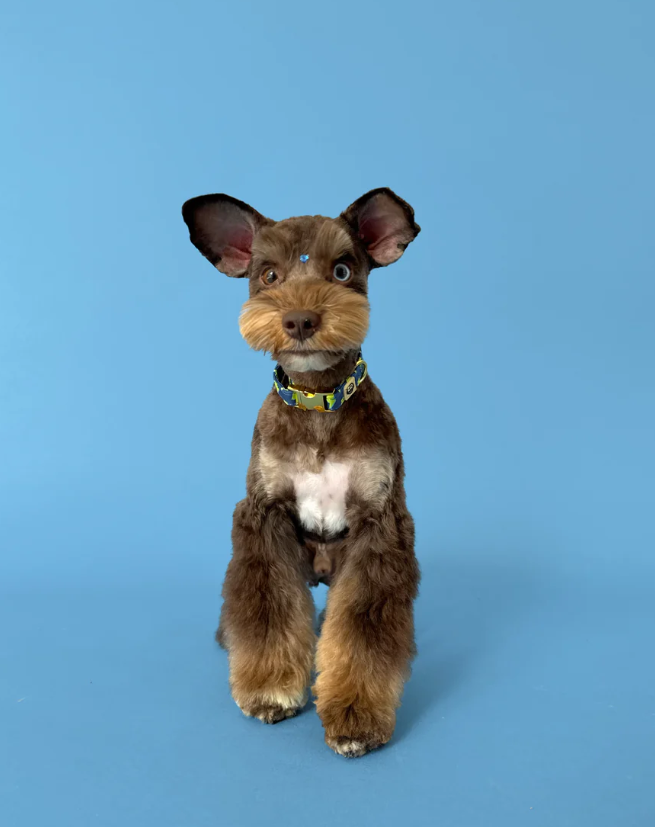 Bolt - Adjustable Dog Collar