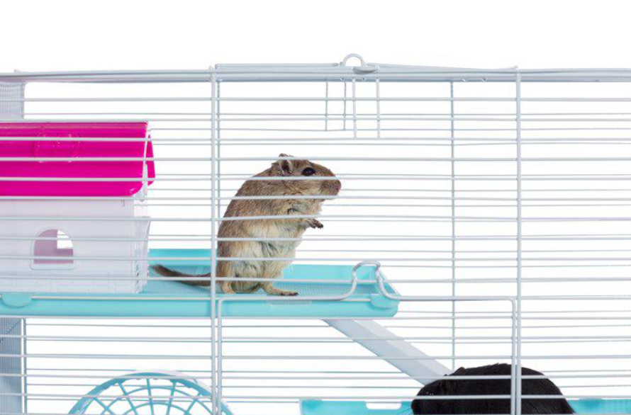 Critter Clubhouse