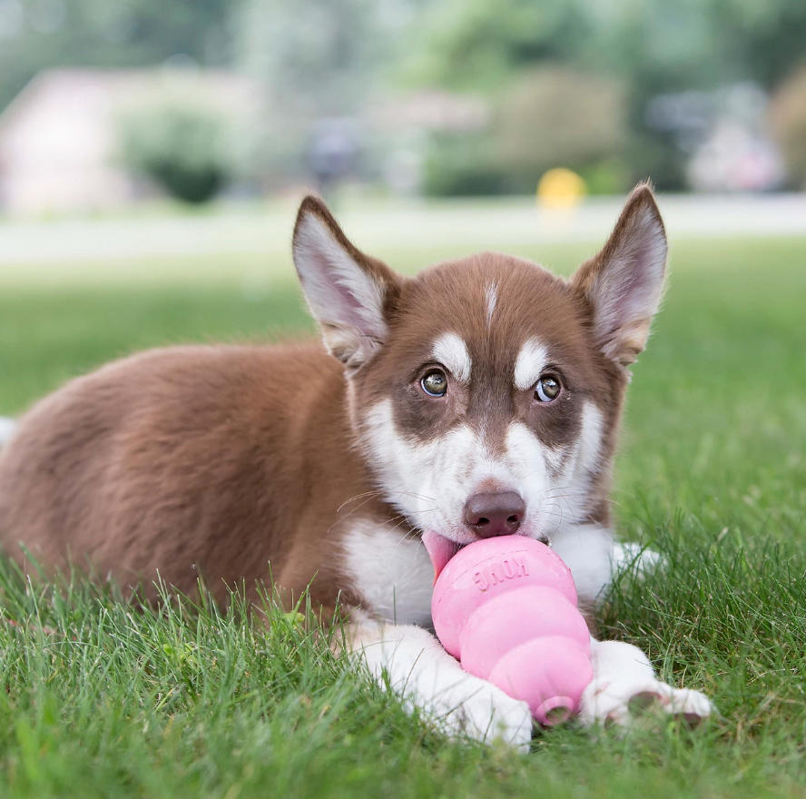 KONG Puppy Medium