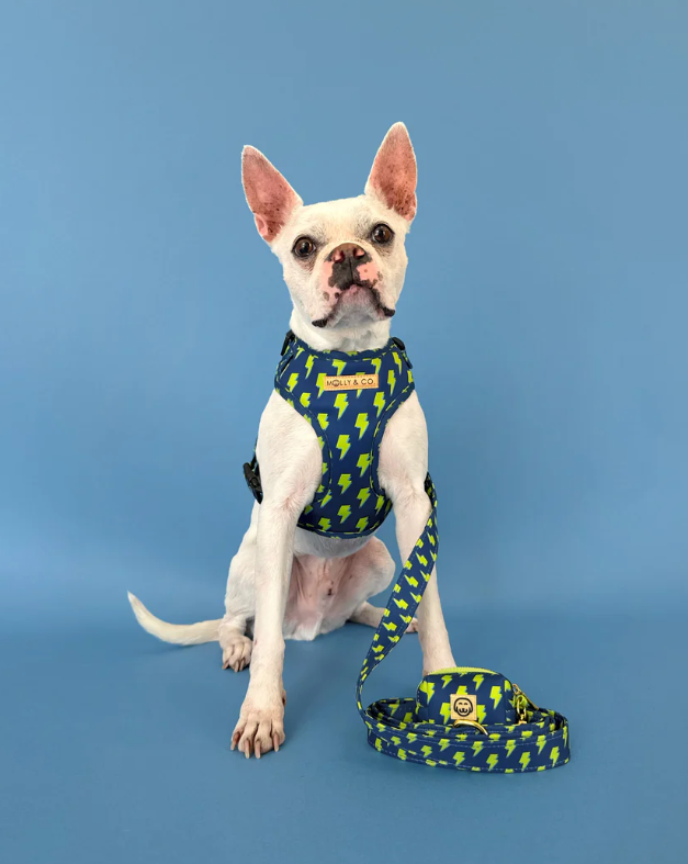 Molly & Co. Bolt - Dog Poop Bag Holder
