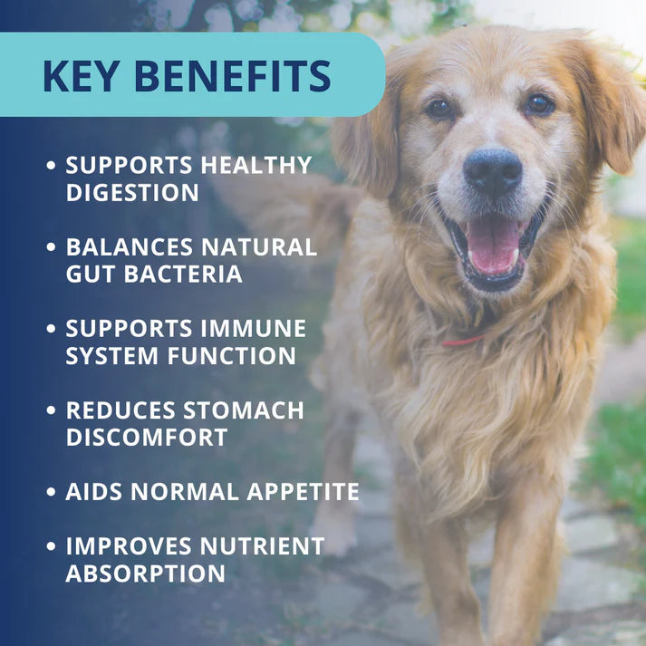 UNDER THE WEATHER PROBIOTIC SOFT CHEWS FOR DOG