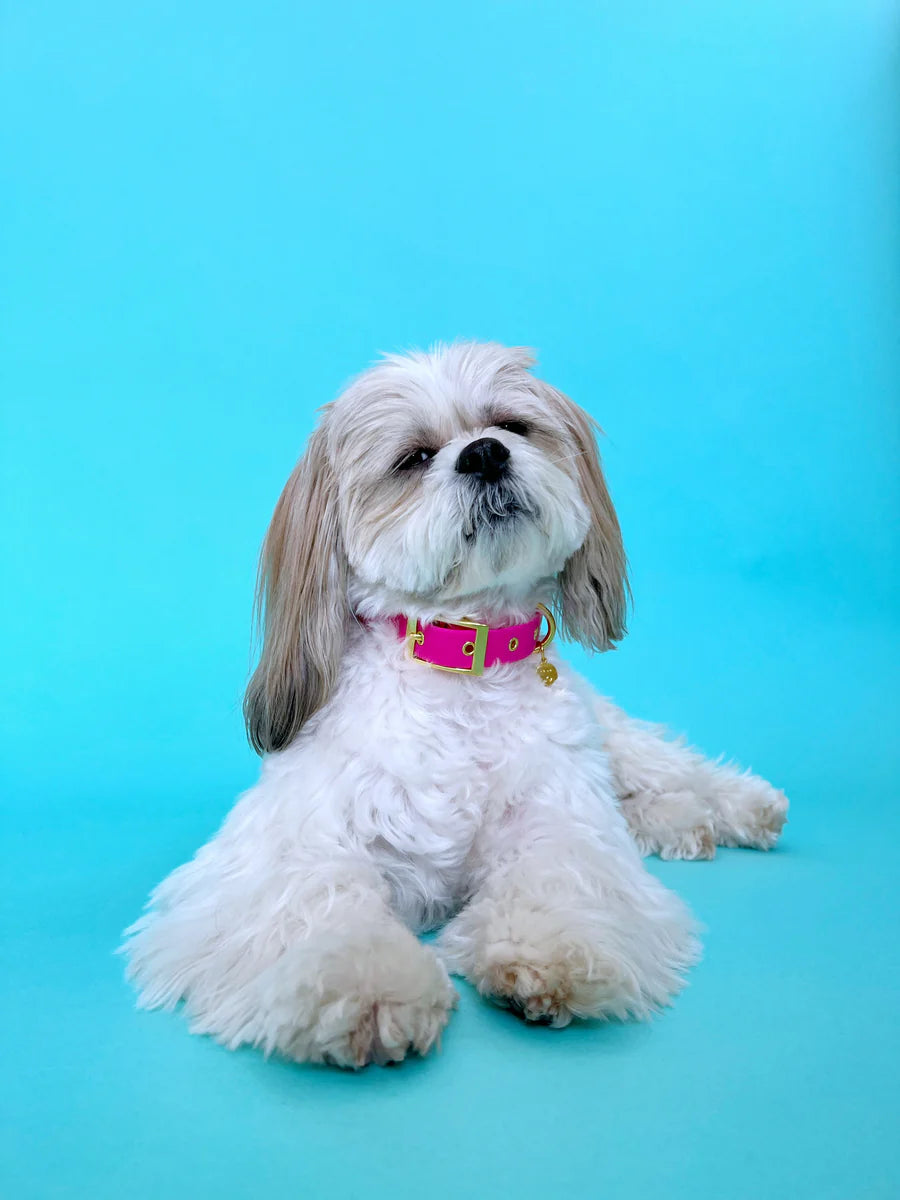Molly & Co. Bubblegum - Splashproof Dog Collar