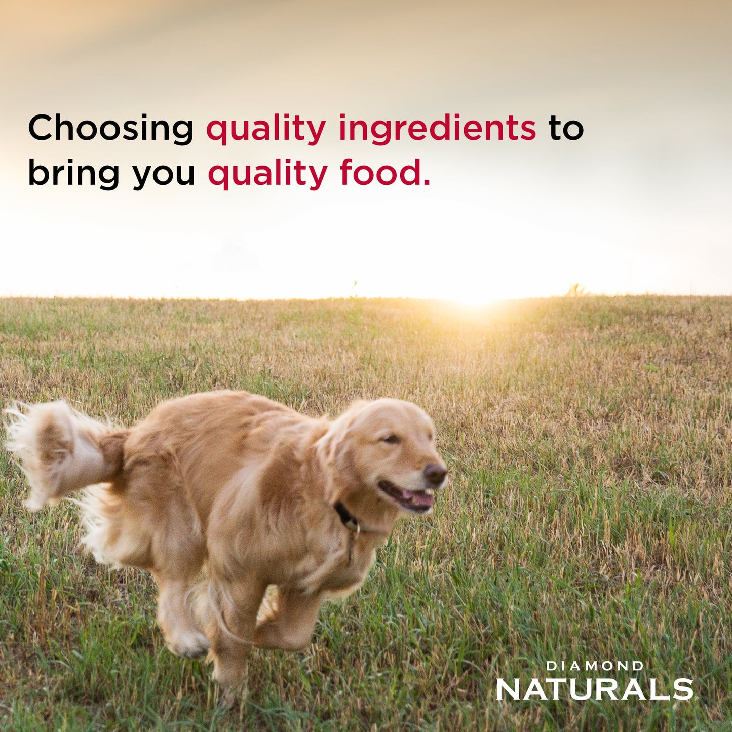 Diamond Naturals Adult Dog Lamb and Rice Formula