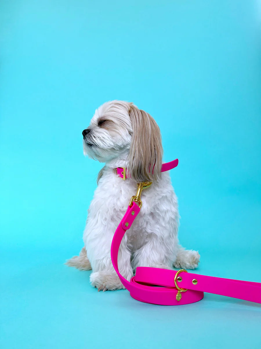 Molly & Co. Bubblegum - Splashproof Dog Collar