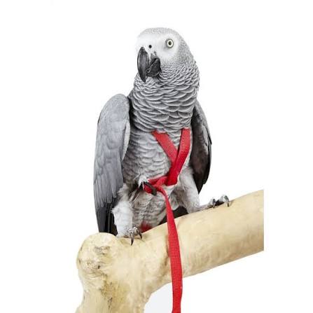 Parrot Harness Oasispet